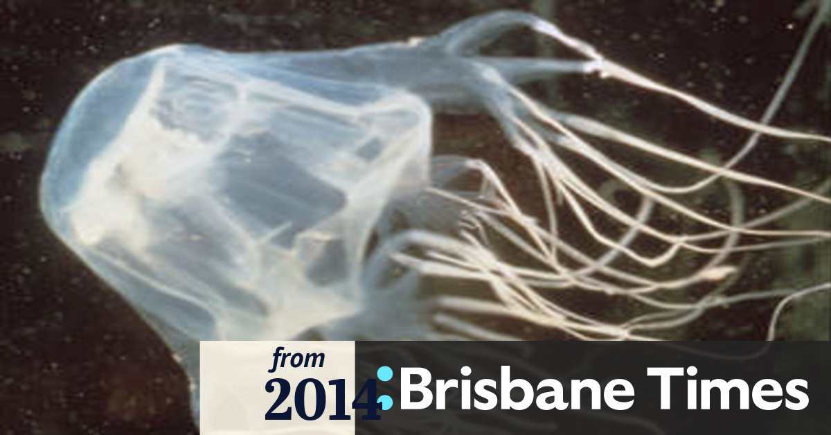 Vinegar still best for box jellyfish stings says top doctor